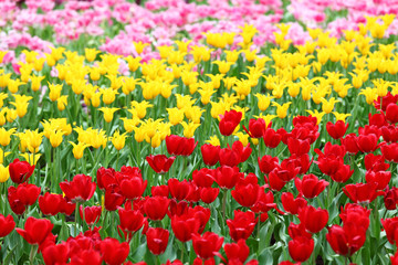 Fototapeta na wymiar tulips flower field