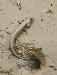 mudskipper