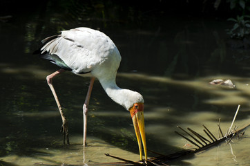 Yellow-billed Stork