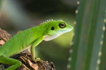 Green Tree Dragon (Bronchocela cristatella)