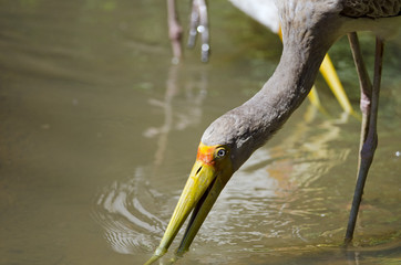 Yellow-billed Stork