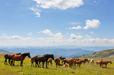 Obraz na płótnie Canvas Piękny krajobraz z konia i błękitne niebo.