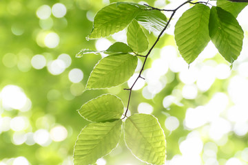 fresh green and blue sky