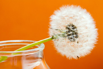 fiore di tarassaco su fondo arancio © Silvano Rebai