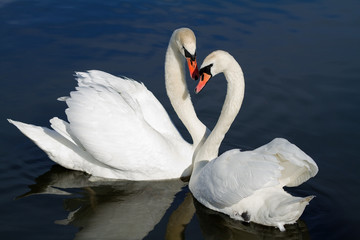 Romantic swan couple.