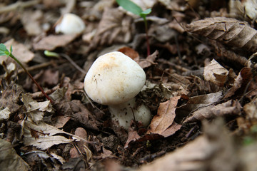 Champignon