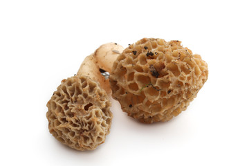 Morilles