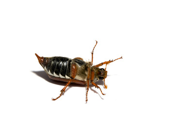 Maikäfer