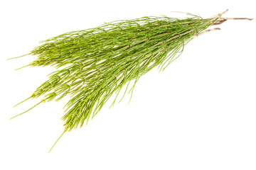 Field Horsetail on White Background