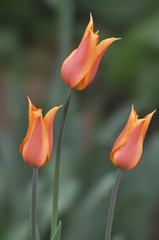 Оранжевые тюльпаны