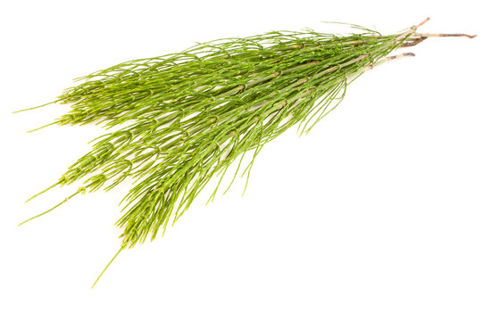 Field Horsetail on White Background