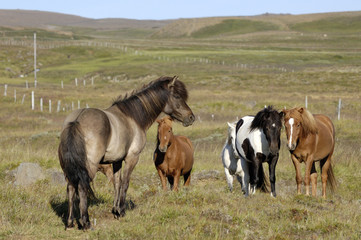 Fototapeta na wymiar Islandzkie konie.