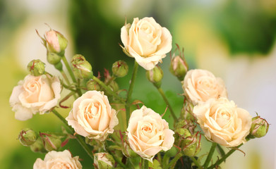 Beautiful small roses on green background