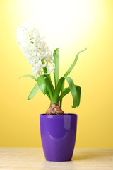 beautiful white hyacinth in purple flowerpot