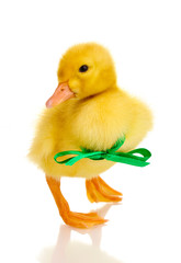 Duckling with ribbon isolated on white