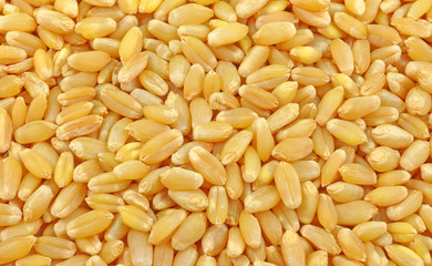 pile of wheat seeds