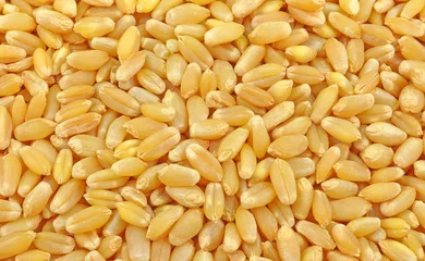 Plexiglas foto achterwand pile of wheat seeds © s4sanchita