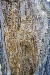 Rotten tree trunk