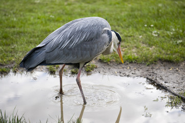 Heron fishing