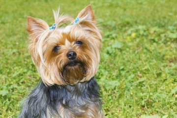 Yorkshire terrier