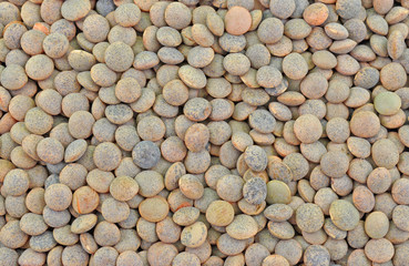 close up of unhusked seeds of red lentil
