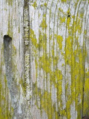 Grunge Style Vertical Wood surface with Yellow fungus