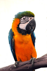 portrait macaw bird