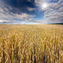 Wheat field at summer