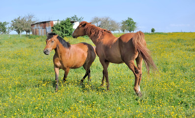 horses in flowery meadow