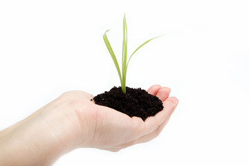 Woman's hand with a green sprout in the ground on a white backgr