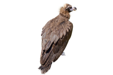 Fototapeta premium eagle isolated on white