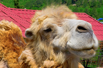 Portrait of Camel
