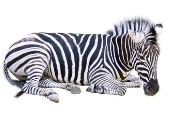 Fototapeta na wymiar the Zebra