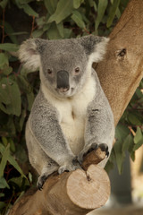 Koala Tree