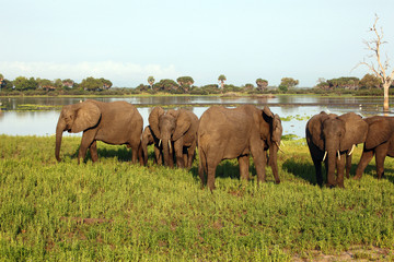 Fototapeta na wymiar Elephants by the Lake