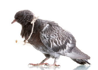One grey messenger-pigeon isolated on white