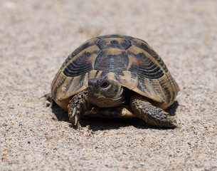 Hermann's Tortoise, turtle on sand,  testudo hermanni