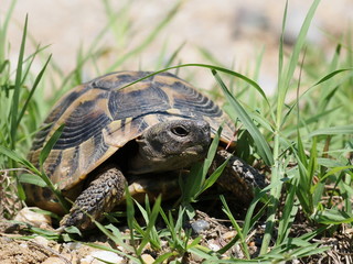 Hermann's Tortoise, turtle in grass,  testudo hermanni