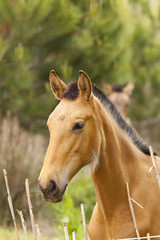 Fototapeta premium Draft horses