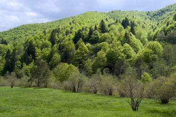 The Alpine forest in spring
