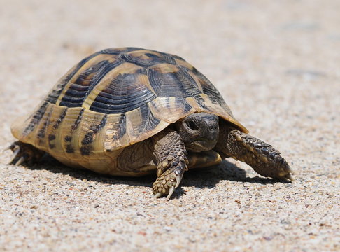 Hermann's Tortoise, turtle on sand,  testudo hermanni