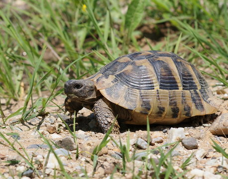 Hermann's Tortoise, turtle in grass,  testudo hermanni