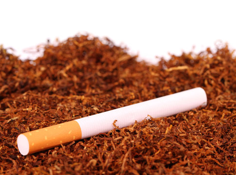 Zigarette auf Tabak mit textfreiraum