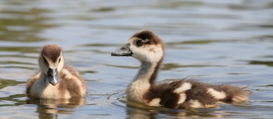 Nilgänse-10502b1