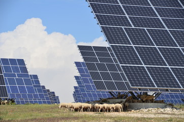 Solar power plant with grazing sheep © idrive