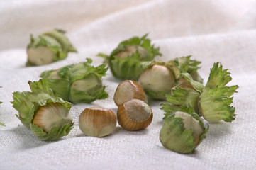 Young hazelnuts