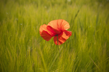 Red poppy in wheat field
