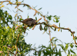 Moineau dans les branches