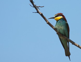 European bee-eater,  Merops apiaster