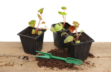 Begonia seedlings